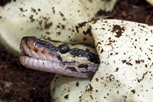 Impression encadrée : Le Python à tête de ball (Python regius) - Éclosion captive d'œuf - Originaire d'Afrique.