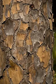 Close Up Tree Trunks Impressions: Bark of slash pine
