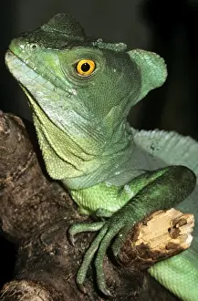 Wildlife Reptiles Impressions: Basilisk