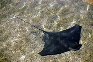 Raie de mer à ailerons plats (or Raie baleine)