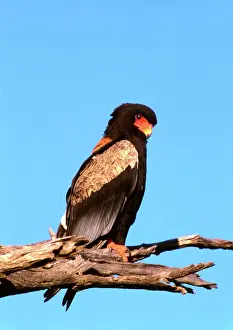 Impressions de CRH-1066 Le Faune Éagle du Bateleur Botswana Terapothius ecaudatus Chris Harvey Veuillez prendre en compte que les impressions sont destinées à des fins de présentation personnelle uniquement et Accipitriformes Impressions: Le Dauphin d'Aigle du Batéleur en Botswana