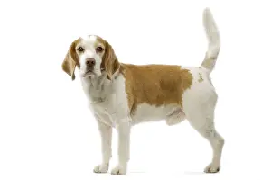 Beagle Dog Breed Impressions: Beagle