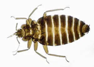 Insect Close Up Photos Impressions: Bed Bug