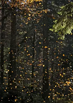 Beech Tree Leaves Impressions: Beech Tree - Falling leaves