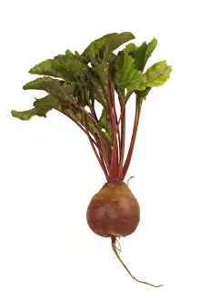 Edible Plants Impressions: Beetroot