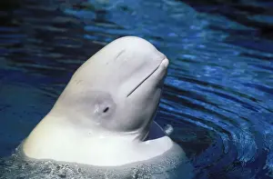 Monodontidae Impressions: Beluga