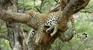 Impressions de WAT-8072 Leoparde - reposant dans un arbre Namibie, Afrique Panthera pardus M Léopard Impressions: Leopard de Namibie