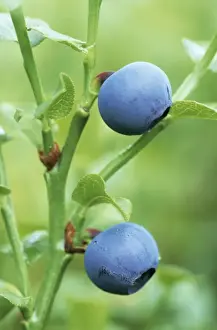Bilberry Fruit Images Impressions: Bilberry