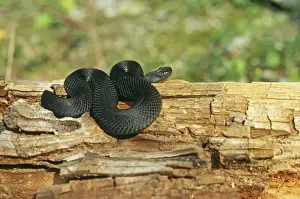 Vipera Berus Images Impressions: Black Adder