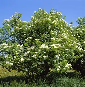 Sambucus Nigra Plant Impressions: Black Elder