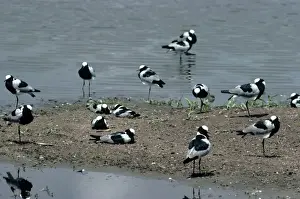 Wading Birds Images Impressions: Blacksmith Plover