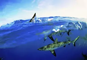 Shark Conservation Images Impressions: Blacktip Sharks - Split-level view, above and underwater. Island Rangiroa, Polynesia