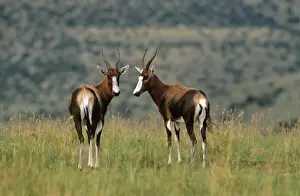 M Watson Wildlife Photographer Impressions: Blesbok