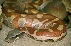 Python Sanguin Impressions: Python du sang en Malaisie et en Indonésie