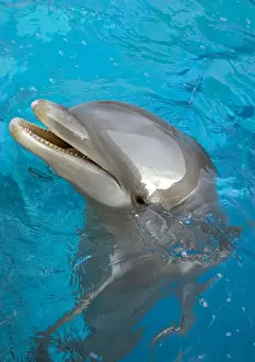 Bottlenose Dolphin Pictures Impressions: Bottlenose Dolphin - at surface