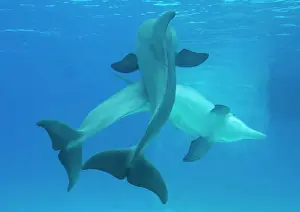 Grand Dauphin Impressions: Dauphins à museau de flûte - accouplement en couple.