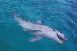 Bottlenose Dolphin Pictures Impressions: Bottlenosed dolphin