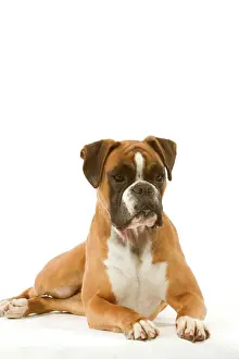 Personal Use Prints Only Impressions: Boxer - lying down