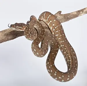 Reptile Photography Australia Impressions: Bredl Python - Australia