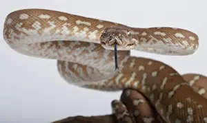 Oceania Wildlife Images Impressions: Bredl Python - intimidation posture - Australia