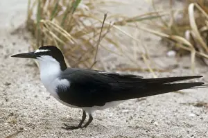 Personal Use Prints Only Impressions: Bridled Tern