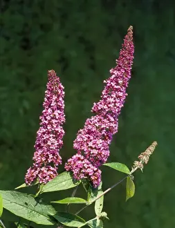 Purple Flowering Plants UK Impressions: Buddleia