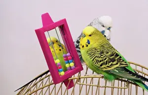Images datées du 18 août 2008: Budgerigar