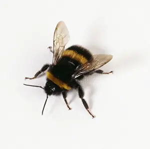 Impressions de JD-16060 BUMBLEBEE - avec fond blanc Bombus lapponicus John Daniels Veuillez noter que les impressions sont destinées uniquement à des fins de décoration personnelle et ne peuvent pas être Images datées de 2004 août: Moucheron à miel.