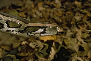 Python birman.