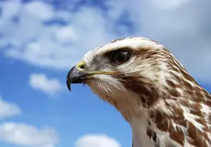 Jean Paul Ferrero Art Impressions: Buzzard