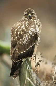 Bird On Fence Post Impressions: Buzzard - perched on post
