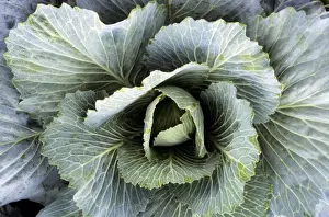 Edible Vegetables Impressions: Cabbage