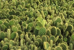 Prickly Plant Images Impressions: Cactus