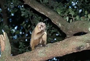 Primate Photography Prints Impressions: Capuchin Monkey