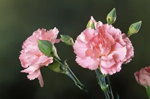 Carnation Flower Impressions: Carnation