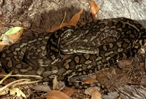 Australian Snakes Impressions: Carpet python - has heat sensory pits. Can reach 2. 5 metres