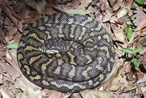 Australian Reptile Images Impressions: Carpet Python Snake East Australia