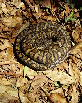 Tropical Wildlife Photos Impressions: Carpet Python - Sunning on a rainforest track