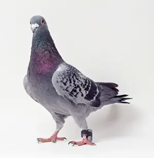 Pigeon Voyageur.