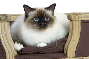 Chats (domestiques) Impressions: Chat - Birman - en studio.