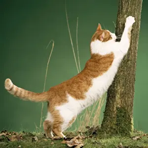 Domestic Cat Behavior Impressions: Cat - clawing at tree, using as scratching post