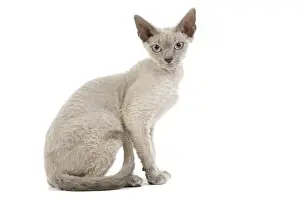 White Background Studio Cats Impressions: Cat - Devon Rex - blue - in studio