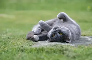 John Daniels Wildlife Photographer Impressions: Cat - lying on its back