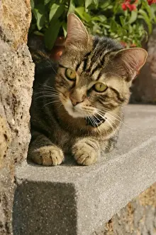 Personal Use Cat Pictures Impressions: Cat Lying on ledge