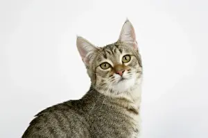 Personalized Pet Decor Ideas Impressions: Cat - Pixie-Bob