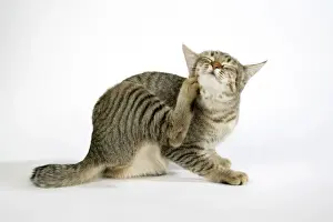 Home Decor With Pets Impressions: Cat - Pixie-Bob scratching