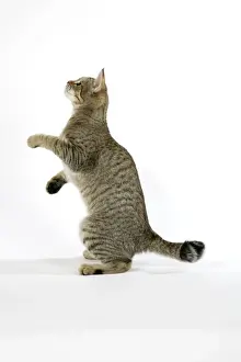 John Daniels Photographer Impressions: Cat - Pixie-Bob standing on back legs