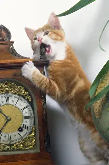 John Daniels Wildlife Photos Impressions: Cat - playing