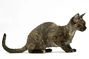 Jean Michel Labat Art Prints Impressions: Cat - Rex Devon, tortoiseshell