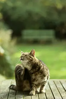 Ardea London Prints Impressions: Cat - scratching